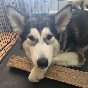 Meet your Posher, Jessie